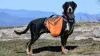 Em alguns casos, a mochila para cães pode ter dois compartimentos laterais