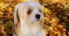 Raça Lhasa está entre os cachorros braquicefálicos