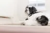 O Lhasa Apso preto e branco é uma das cores possíveis da raça
