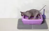 A caixa de areia para gatos com laterais altas evita que a casa fique suja