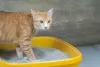 Banheiro para gatos: modelo aberto é mais ventilado e arejado