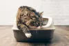 Banheiro de gato: caixa de areia com peneira é uma boa opção para evitar desperdícios