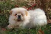 Chow Chow filhote deitado no gramado