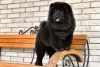 Chow Chow preto em cima de banco