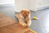 Chow Chow deitado perto de tapete