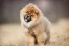Chow Chow andando ao ar livre
