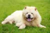 Chow Chow deitado na grama com língua de fora