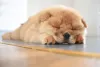 Chow Chow filhote dormindo