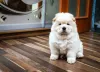 Chow Chow sentadinho