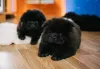 Chow Chow preto em casa