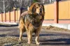 O cachorro Mastiff precisa de passeios de 30 minutos a uma hora de duração