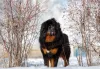Mastim Tibetano: cachorro é muito amigável e companheiro