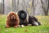 A raça Mastim pode ser de vários tipos, e o cachorro tibetano faz parte desse grupo