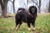 Tibetano, cachorro Mastim já foi considerado um animal da realeza na Inglaterra