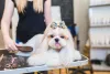 O Shih Tzu é um dos cachorros pequenos peludos mais populares do país