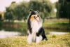 O cachorro Collie pode ter diferentes cores de pelagem
