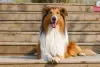 A pelagem volumosa do cahorro da raça Collie é uma de suas características mais marcantes