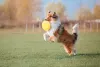 O cão da raça Collie ama uma boa brincadeira ao ar livre