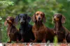 A raça de cachorro salsicha tem uma personalidade encantadora