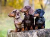 Os cães salsicha podem ter diferentes cores