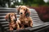 O cachorro Dachshund de pelo longo exige escovações regulares