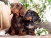 O Dachshund é cheio de energia e precisa de passeios diários