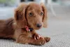 O Dachshund filhote é mais frágil e precisa de alguns cuidados