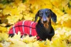 O Dachshund pode sentir frio, por isso é bom investir em roupinhas