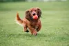 O cachorro Dachshund adora brincar ao ar livre