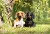 Salsichinha: cachorro era utilizado para caçar texugos antigamente