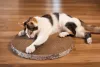 Um dos arranhadores para gatos mais indicados para os filhotes é como se fosse um tapete