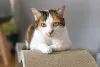 O arranhador de gato em forma de rampa é uma opção incrível para felinos verticais