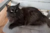 O gato Angorá preto possui todo um charme típico de gato preto