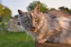 O gato Angorá pode ter uma coloração lilás acinzentada