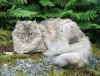 O gato Angorá pode ter a pelagem esfumaçada, conhecida como smoke