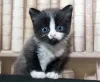 A raça de gato Angorá é dócil e ao mesmo tempo possui uma personalidade forte