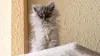 Os pelos longos do gato Angorá são sua marca registrada desde filhote