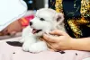 Filhote de Husky sendo acariciado por uma mão