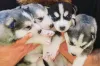 Filhotes de Husky Siberiano juntos