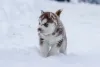 Filhote de Husky na neve