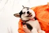 Husky Siberiano filhote deitado em almofada laranja