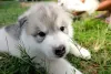 Filhote de Husky com olhos escuros