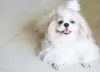 Tosa Shih Tzu higiênica: ideal para quem busca apenas o foco no bem-estar do dog