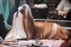A tosa de Shih Tzu longa é bem exuberante