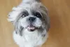 Tosa Shih Tzu japonesa deixa a aparência do animal diferente do comum