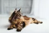 Maine Coon deitado olhando para o lado