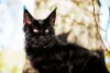 Maine Coon preto ao ar livre