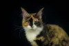 Maine Coon tricolor