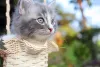 Gato Maine Coon cinza filhote dentro de cestinha