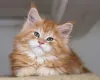 Maine Coon filhote laranja